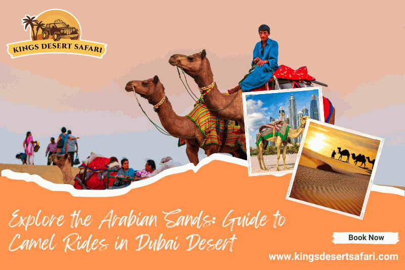 Explore the Arabian Sands: Guide to Camel Rides in Dubai Desert